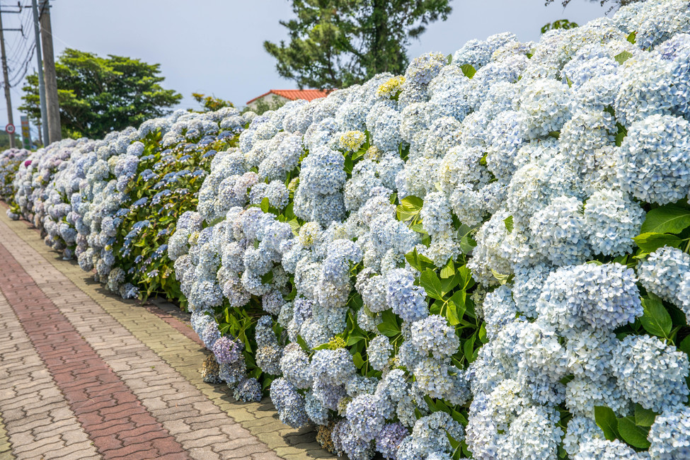 제주,안덕면사무소,꽃,수국,수국축제,사진촬영,감상,피어있는,길가,여행,풍경,자연풍경,여름,식물,맑음,여름꽃,감성사진,색감,휴식,flower,summer,view,nature,emotional,feeling,scenery,자연,plants,감성,sensible,식물,자연,plants,nature,꽃,flower