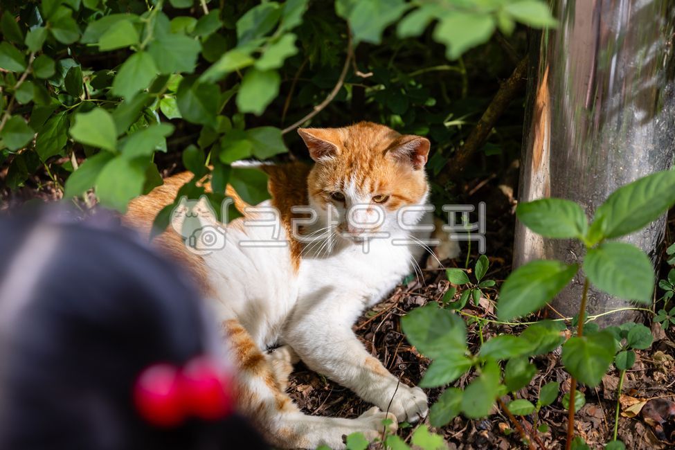 cat,straycat,restingcat,animal,pet,outdoor,bushes,greenery,foliage,nature,hidingcat,cautious,mammal,catportrait,cateyes,furpattern,gingercat,sunlight,shade,dailylife