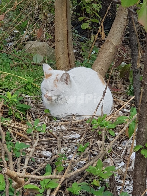 길고양이,cat,야생동물,생명,들고양이