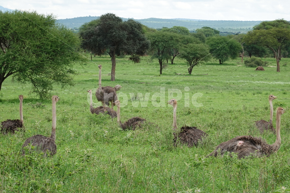animal,동물,타조,ostrich,wildanimal,africa,동물,animal