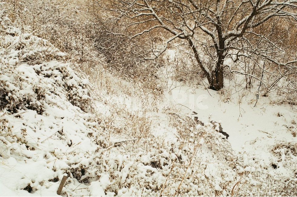 설경,풍경,눈,겨울,나무,강,호수,남양주,물의정원,필름,필름카메라,감성,겨울,계절,winter,season,자연,풍경,nature,landscape,blizzard,눈보라,storm,폭풍,outdoors,옥외,snow
