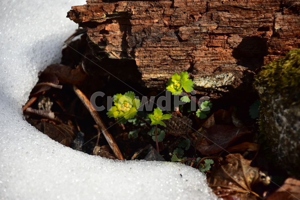 금괭이눈,야생화,봄,꽃,풀꽃,자연,식물,식생,감성,힐링,plants,nature,spring,season,flower,emotion,feeling,노랑,노란색,초본,설중,눈