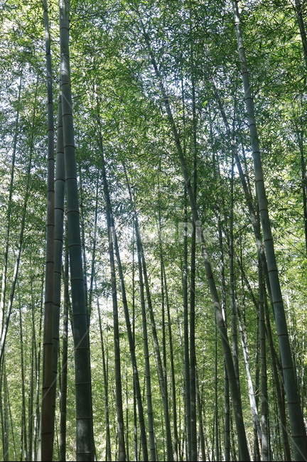 대나무,대나무숲,거제맹종죽,식물,plant