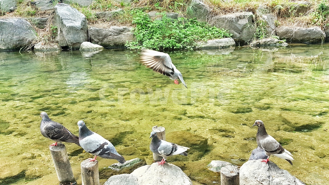 비들기,물,바위,돌,초록,식물,시냇물,새,조류,하천,강,자연,생태,bird,river,nature,water,birds,dove,pigeon