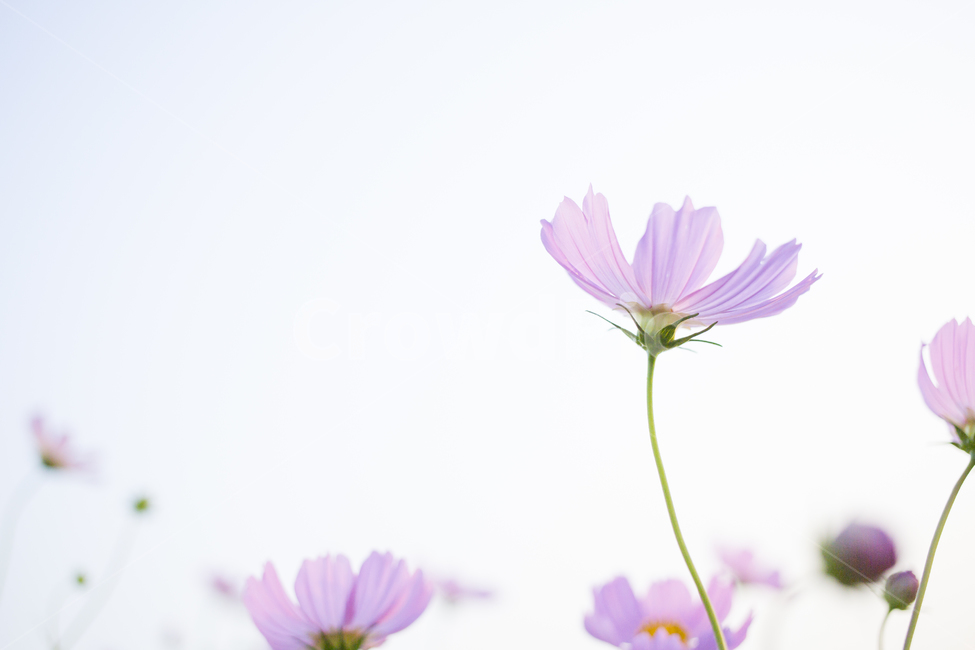 plant,식물,flower,꽃,blossom,코스모스,cosmos,가을,계절,fall,autumn,season,식물,자연,plants,nature,꽃,flower,petal,꽃잎