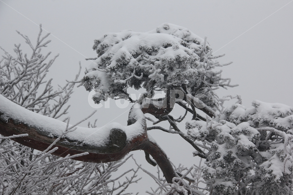 산,설경,풍경,겨울,나무,겨울,계절,winter,season,식물,자연,plants,nature,나무,trees,wood