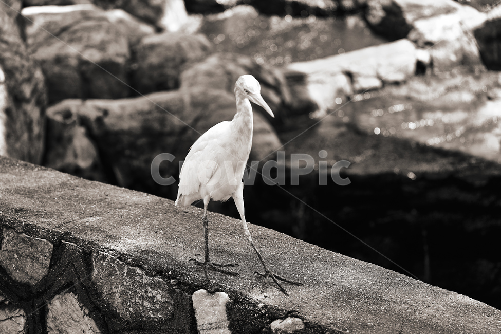 새,조류,고독,바위,흑백,동물,animal,조류,새,birds,흑백,모노톤,monochrome,black and white
