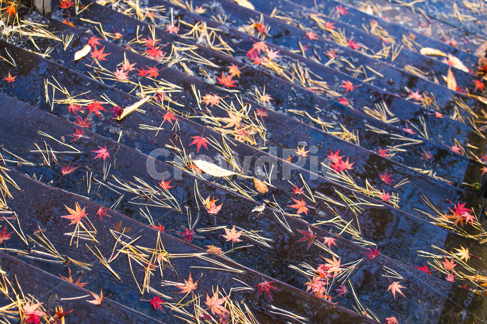 낙엽,가을,계절,계단,나뭇잎,잎,잎새,자연,감성,가을,계절,fall,autumn,season