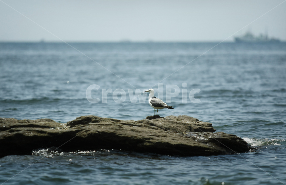 갈매기,바닷가,바다갈매기,바다풍경,여름바다,동물,animal,조류,새,birds