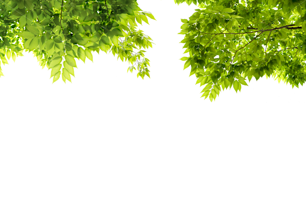 purity,adornment,hopeful,air,branch,summer,spring,eco,beautiful,tree background,copy space,sight,season,4 seasons,event,sunny,day,new,natural,tree,clear,banner,leaf,community,warm,sunlight,background,plant,dazzling,Softly,fresh,softly