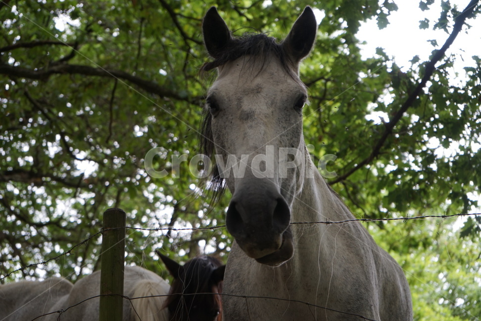 자연,동물,horse,animal,말,포유류,mammal,동물,animal,포유류,mammal