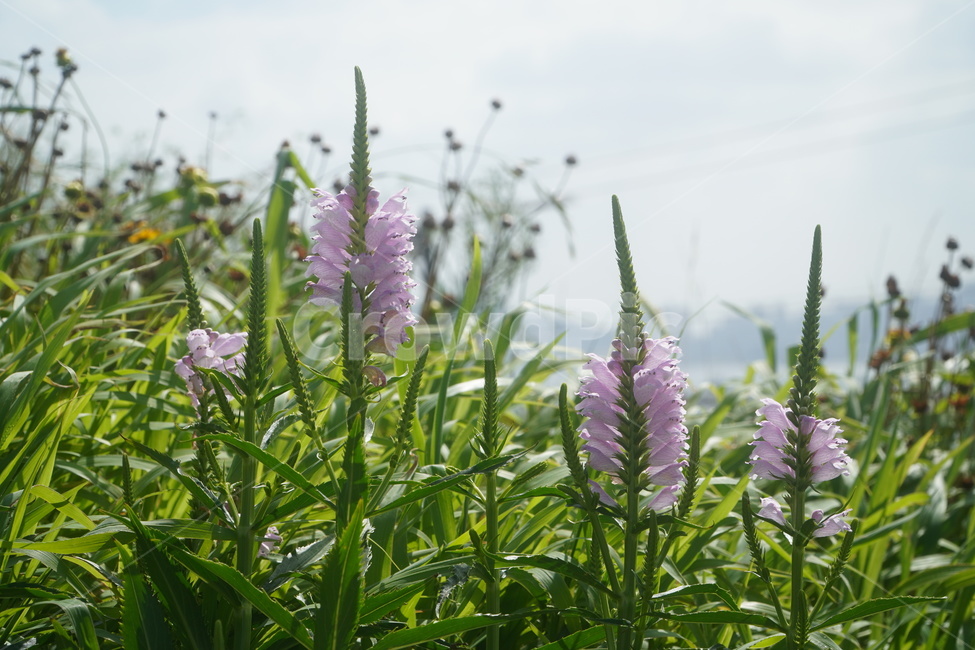 flower,blossom,꽃,plant,자연,nature,green,grass,잔디,옥외,outdoors,purple,pink