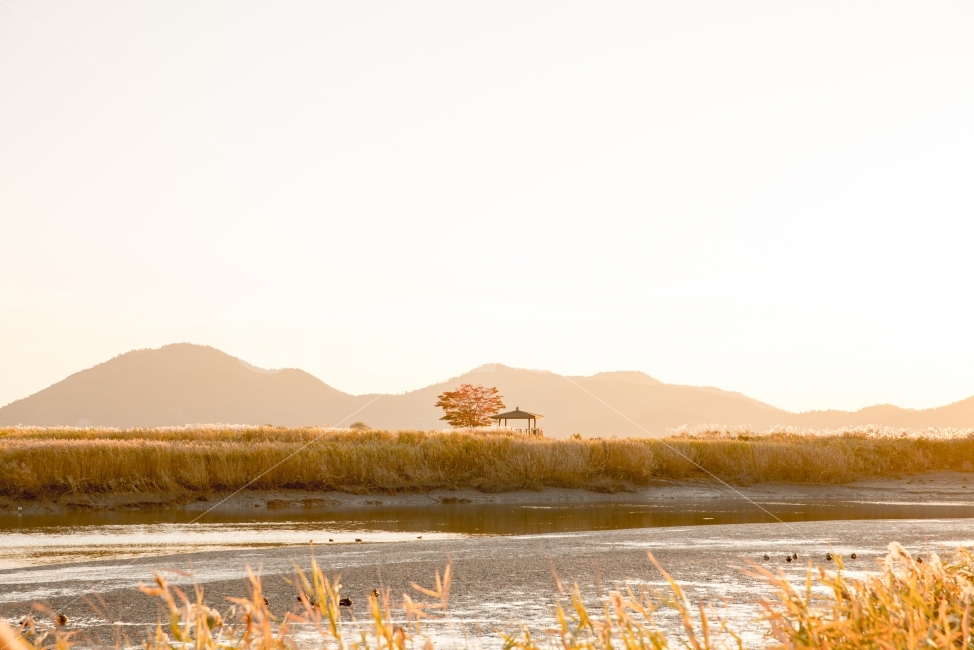 갈대,가을,일몰,여행,순천만,황금물결,자연,풍경,따뜻한,아름다운,reed,autumn,sunset,travel,goldenwave,nature,landscape,emotion,감성,자연,풍경,nature,landscape,가을,계절,fall,autumn,season,plant,식물,grass,잔디