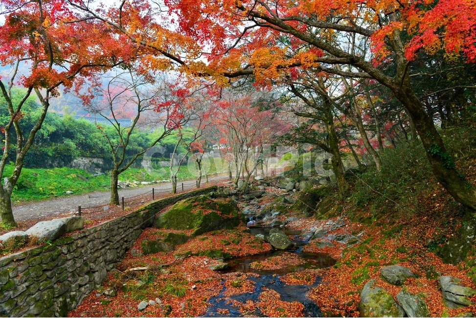 전남,장성,백양사,백양사가을,추색,계곡,가을,단풍,단풍잎,계절,treetrunk,나무줄기,nature,자연,outdoors,scenery,풍경,landscape,경치,plant,식물,leaf,잎,tree,나무,maple,가을,계절,fall,autumn,season,자연,풍경,nature,landscape
