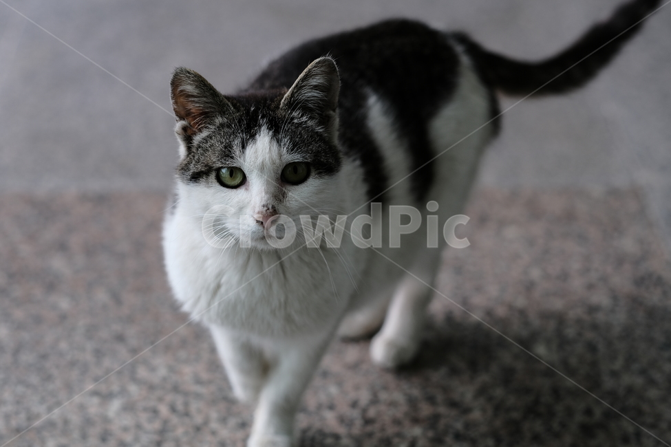 애완동물,고양이,애완묘,반려동물,cat,동물,animal,포유류,mammal,고양이,cat,kitten,kitty
