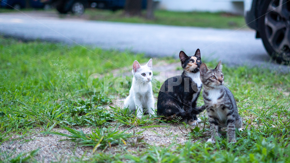 길고양이,고양이,길냥이,동물,아기고양이,새끼고양이,cat,pet,animal,코리안숏헤어,포유류,코숏,동물,animal,포유류,mammal,고양이,cat,kitten,kitty