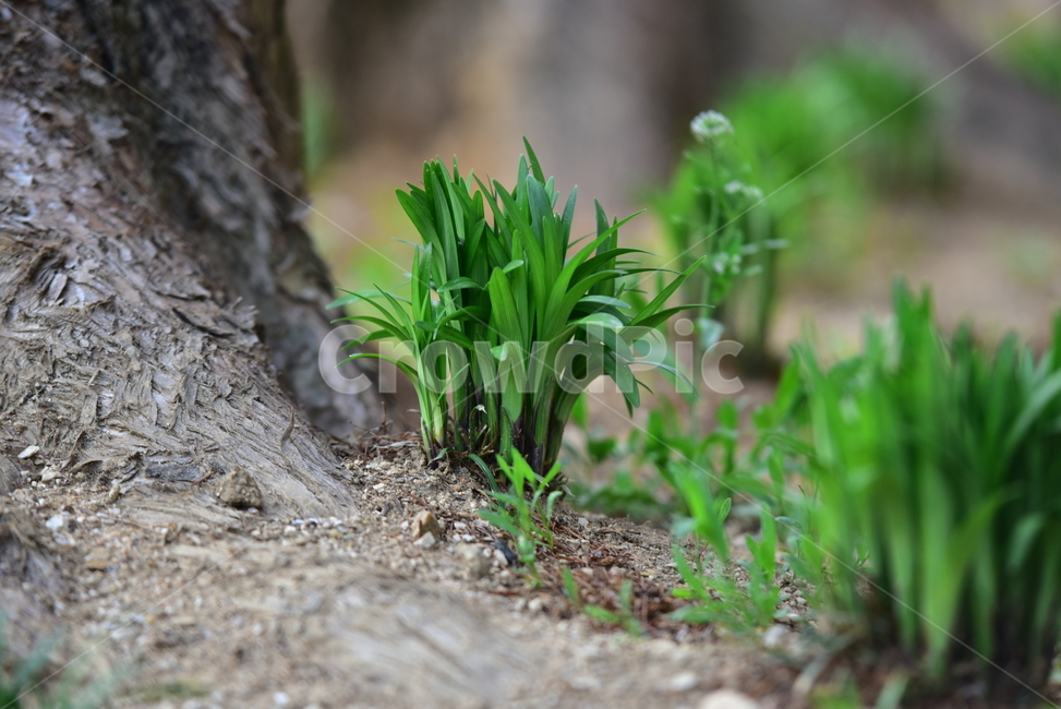 맥문동,새싹,초록색,자연,식물,편백나무,줄기,나무,감성사진,plant,tree,nature