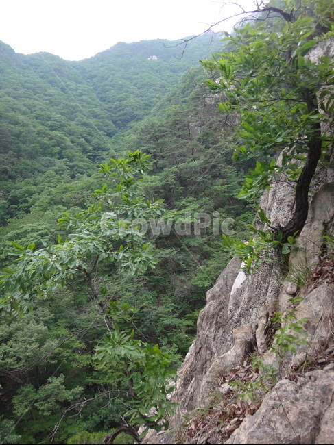 산,절벽,바위,나무,초록,자연,풍경,nature,landscape,vegetation,초목,plant,식물,outdoors,옥외,slope,경사,tree,rainforest,열대 우림,land,땅