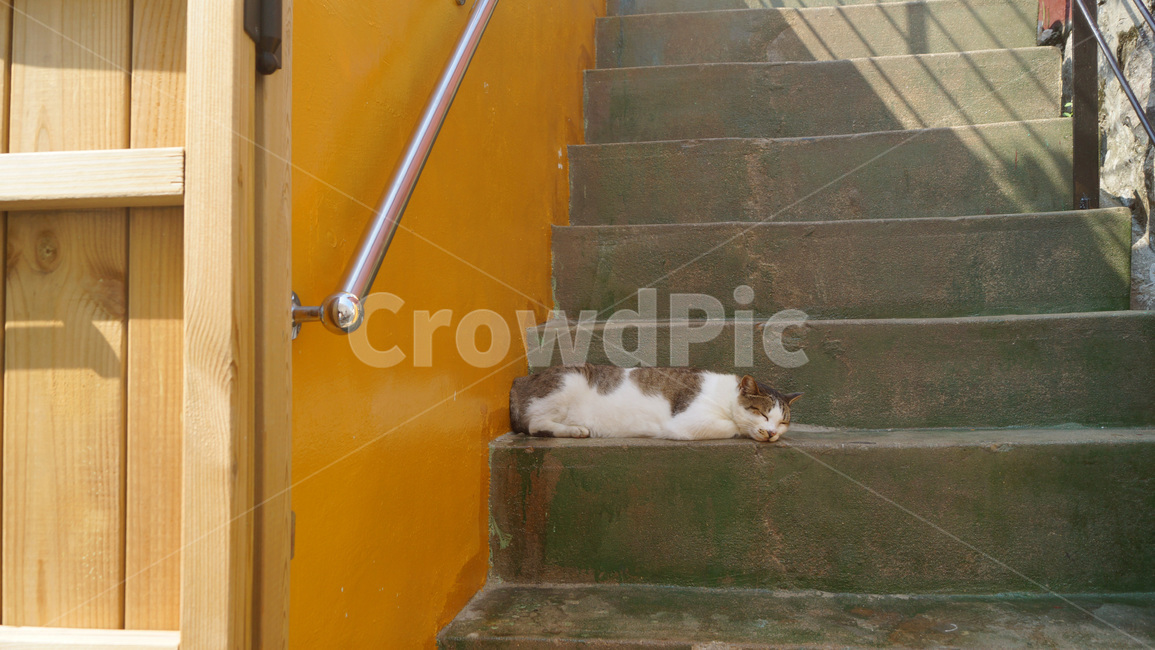 고양이,계단,yellow,cat,stairs