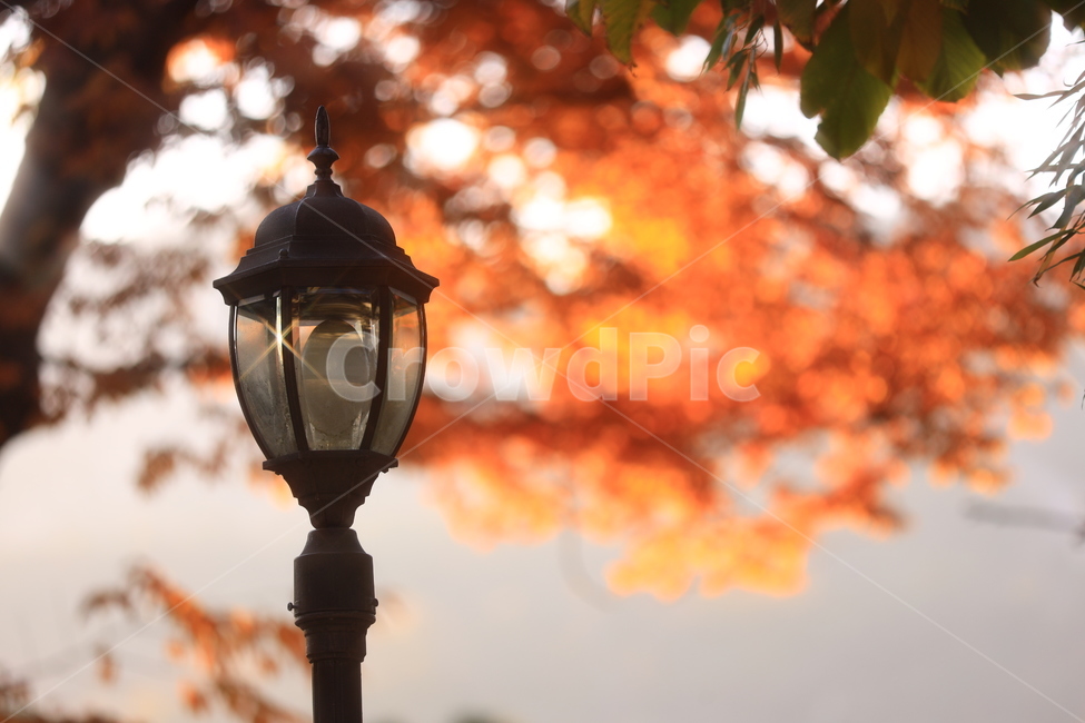 가을,낙엽,가로등,풍경,플레어,가을,계절,fall,autumn,season