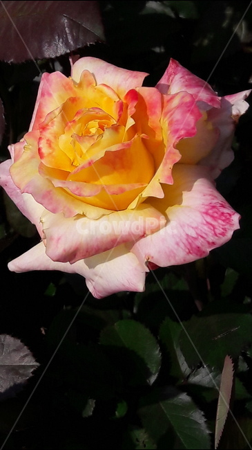 백만송이,장미원,꽃,장미,노랑,식물,자연,plants,nature,꽃,flower