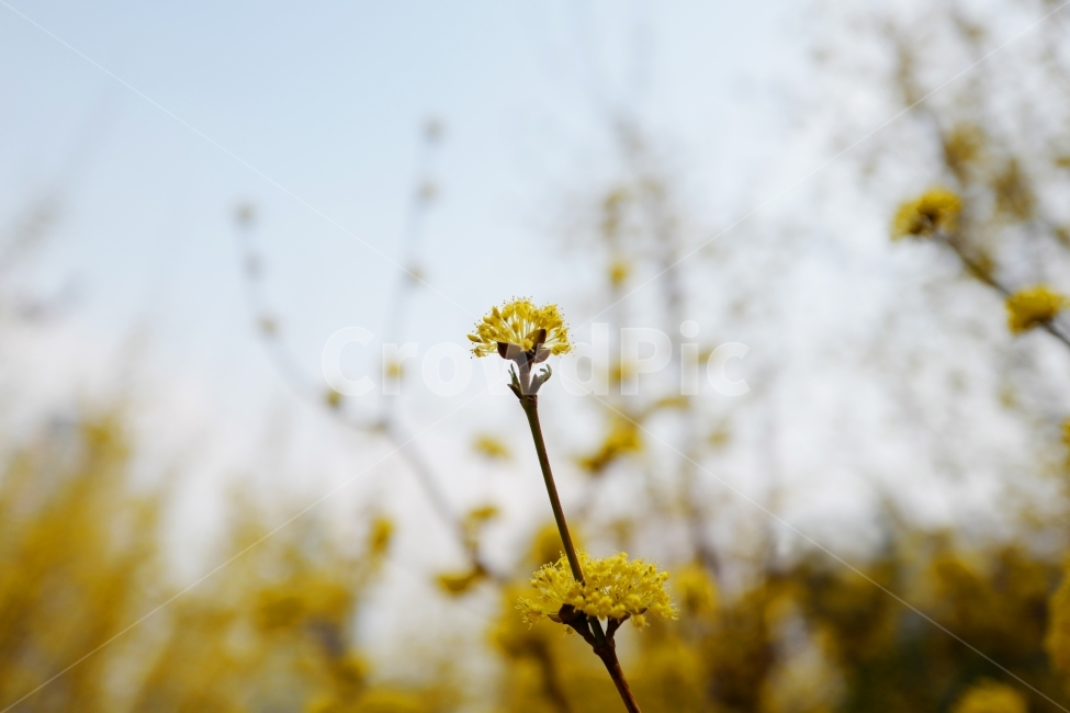 spring flowers,spring,Cornus officinalis,yellow flower,flower