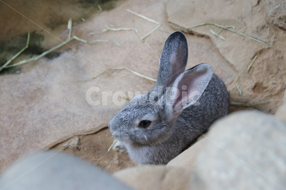 토끼,귀여움,동물,순함,자연,동물,animal,포유류,mammal
