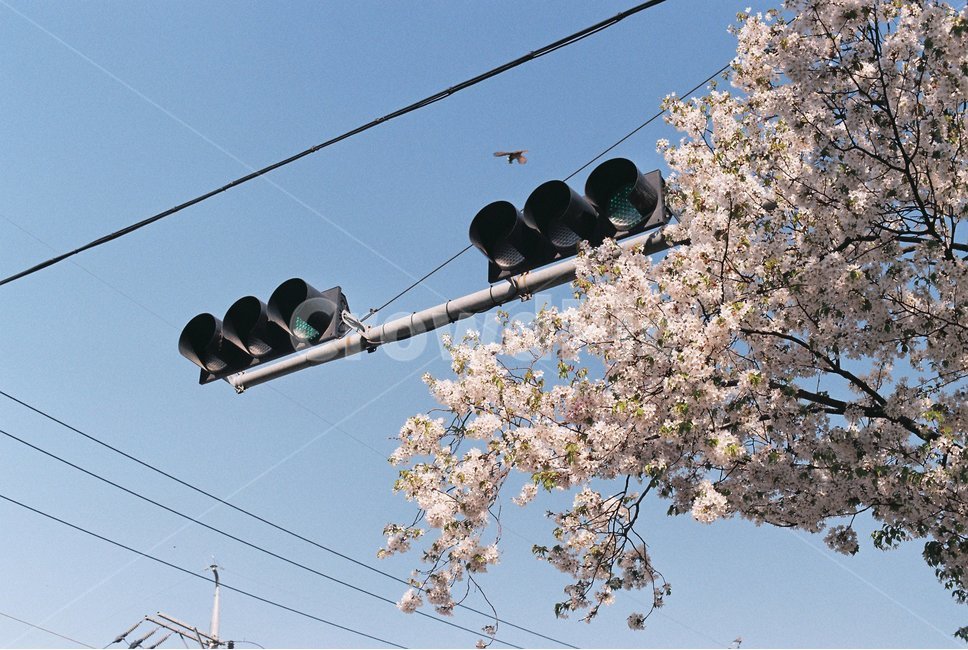 필름사진,벚꽃,신호등,하늘,봄,봄,계절,spring,season,식물,자연,plants,nature,꽃,flower,교통,교통수단,traffic,transportation,plant