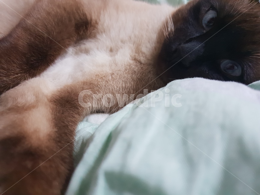 고양이,샴,반려동물,cat,동물,고냥이,샤미,샤미즈,animal