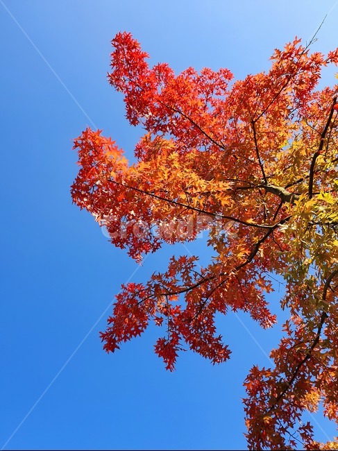 leaf,잎,maple,단풍,나무,식물,가을,계절,fall,autumn,season,식물,자연,plants,nature,나무,trees,wood