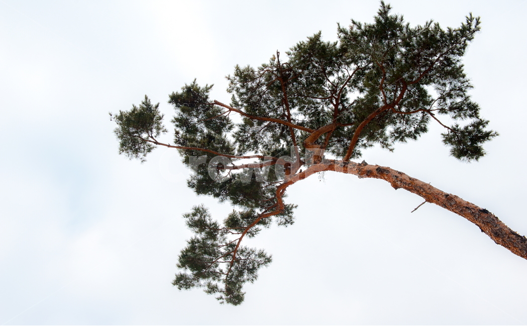 소나무,금강송,적송,황장목,나무,식물,자연,plants,nature,나무,trees,wood
