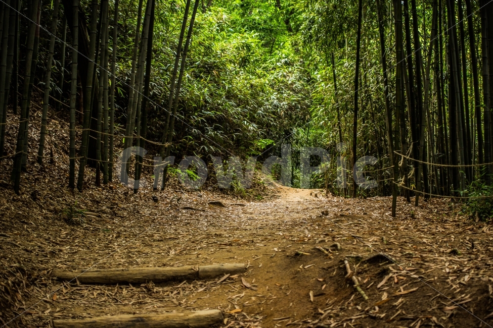 숲,대나무숲,대나무,bamboo,길,road,자연,nature,식물,plant,풍경,landscape,자연,풍경,nature,landscape,ground,바닥,도로,gravel,자갈,dirt road,흙길