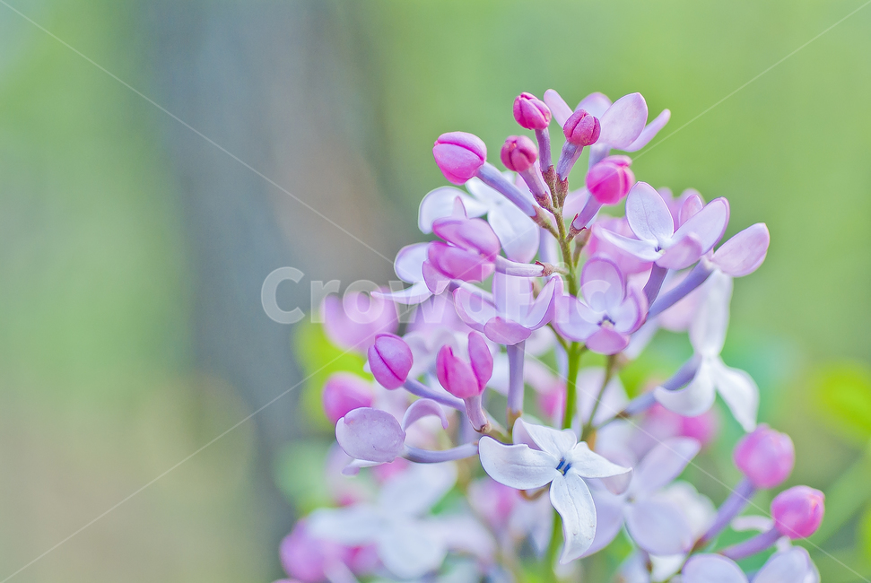 봄,꽃,감성사진,라일락,라일락꽃,소프트,아름다움,보라색,식물,자연,plants,nature,꽃,flower