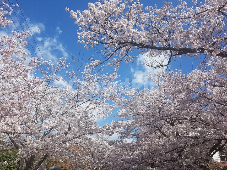 일본,교토,벚꽃,철학의길,봄,봄,계절,spring,season,자연,풍경,nature,landscape,plant,식물,blossom,꽃,flower