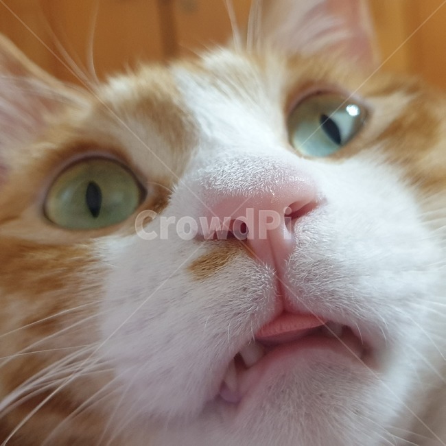 고양이,냐옹이,코리안숏헤어,동물,cat