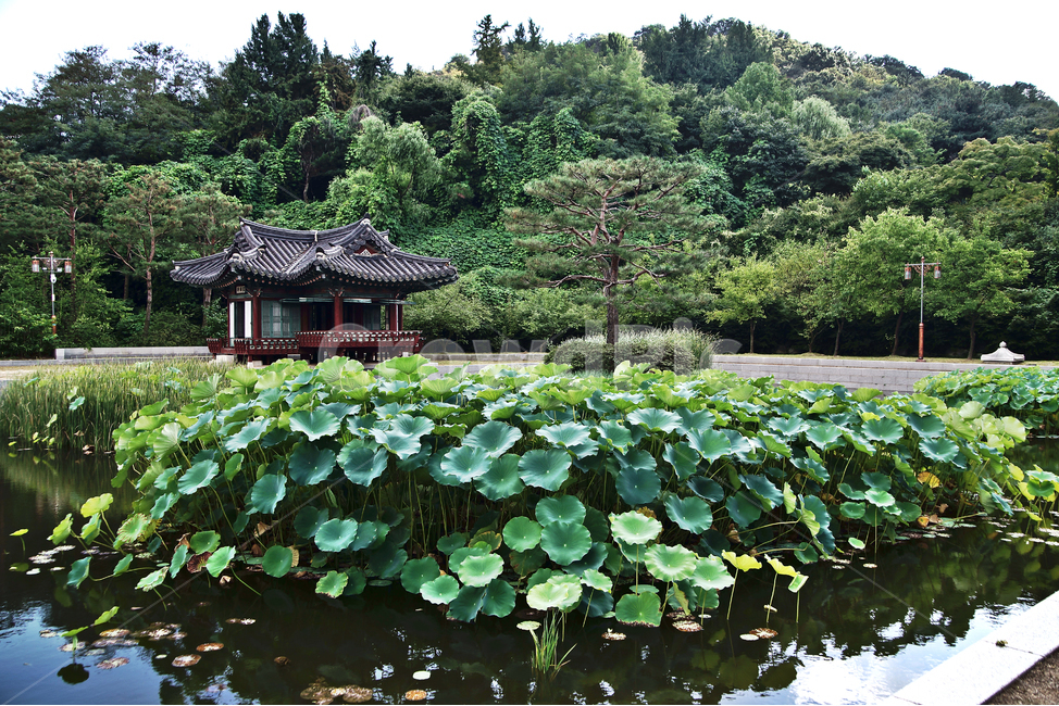 한국전통정원,월미공원,정원,부용지,부용정,연못,연잎