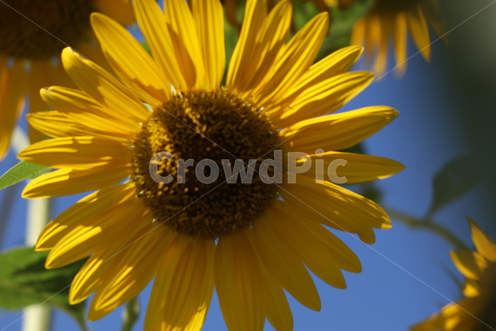 해바라기,꽃,의지,행복,노랑,식물,자연,plants,nature,꽃,flower