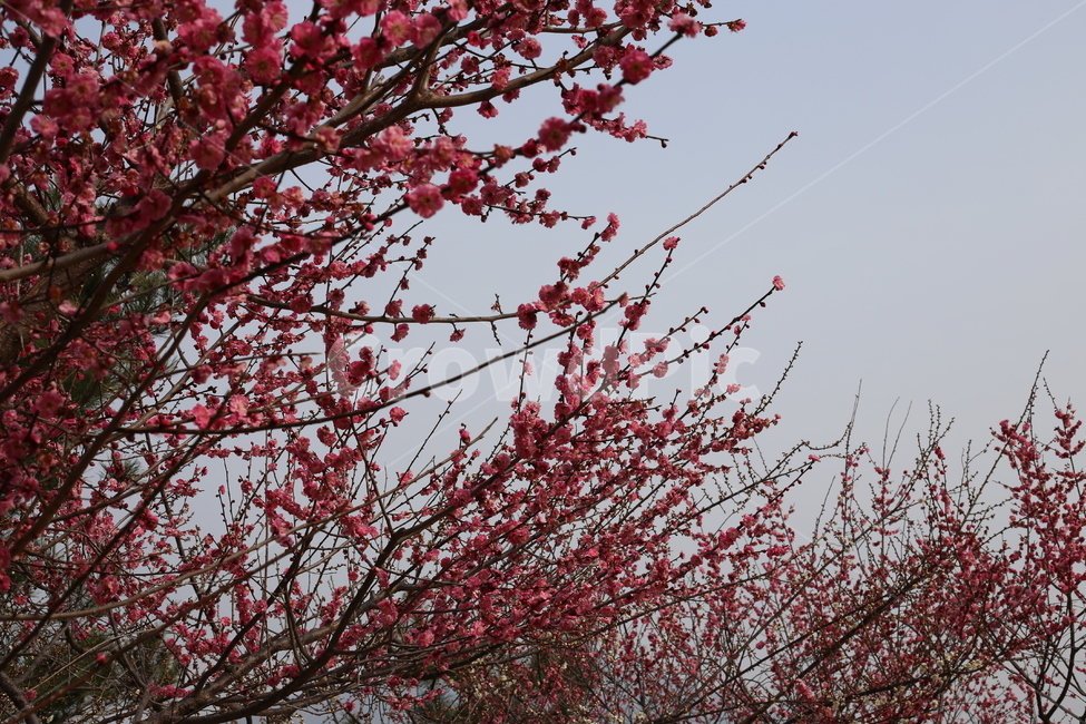 매화,홍매화,봄,식물,꽃,봄꽃,봄,계절,spring,season,식물,자연,plants,nature,꽃,flower,plant