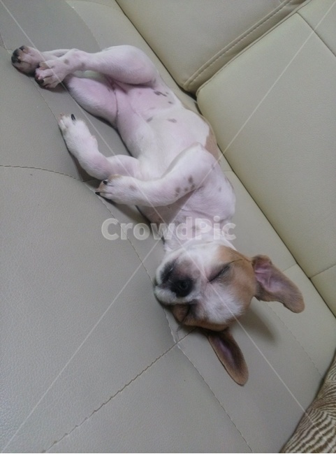 동물,animal,개,dog,강아지,puppy,시츄,shihtzu,자는강아지,자는개,sleepdog,sleeppuppy,개,강아지,dog,doggy