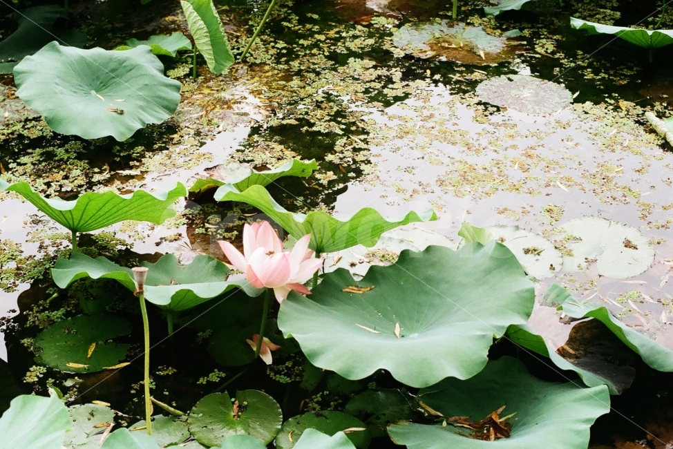 연,연꽃,꽃,감성,필름사진,식물,자연,plants,nature,꽃,flower,감성,sensible,feeling