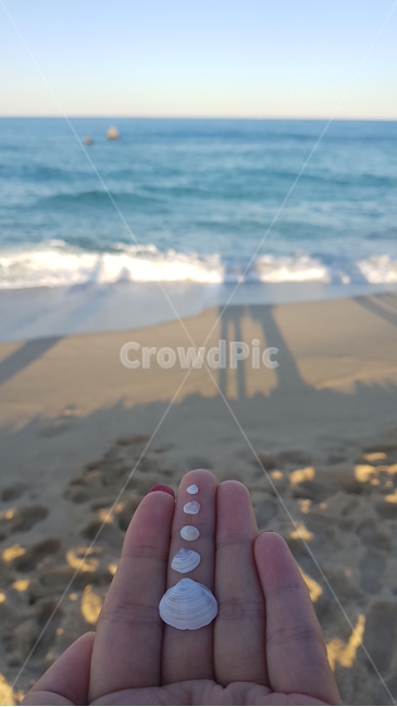조개,조개껍데기,바다,모래,여자손,백사장,손,강릉,파도