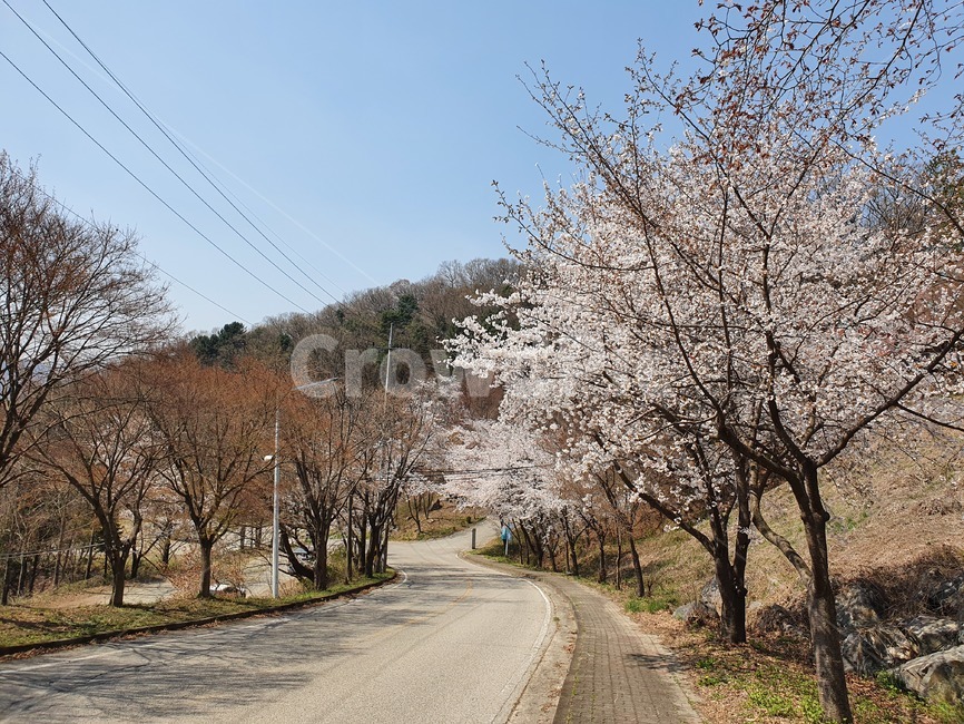 식물,자연,나무,꽃,벚꽃,분홍색,하얀색,갈색,길