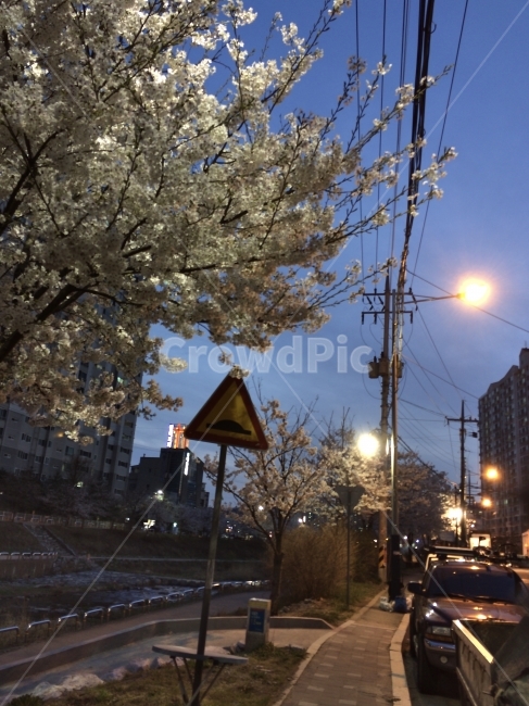 산책,봄,벚꽃,가로등,골목길,봄,계절,spring,season,야경,밤,풍경,nightscape,night,landscape,도시,city,한국도시풍경,한국도시경관,korea cityscape,transportation,교통,car,차,vehicle,차량,automobile,자동차