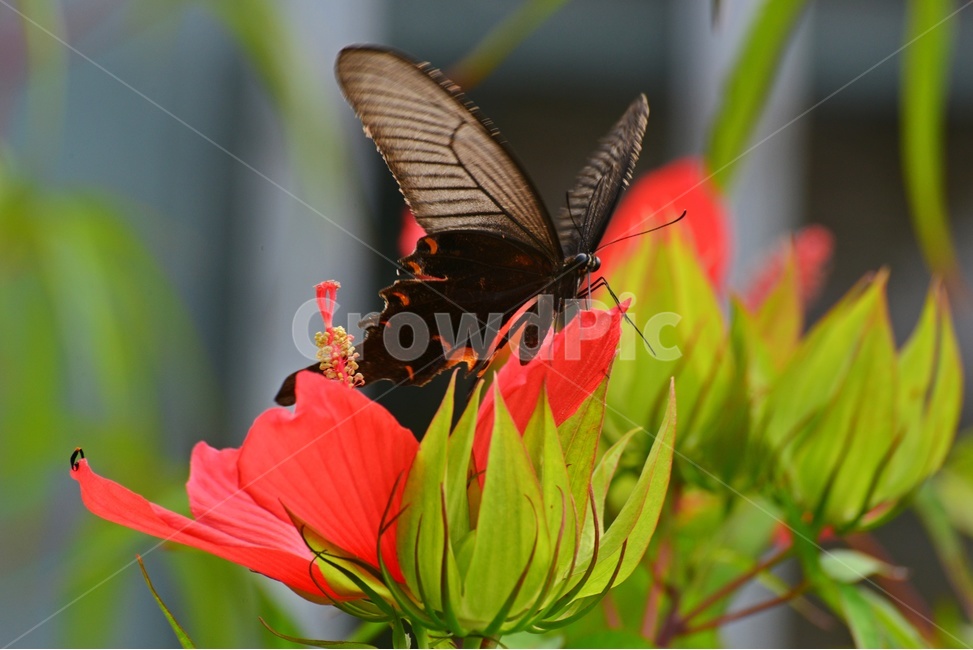plant,식물,blossom,flower,꽃,피마자꽃,나비,호랑나비