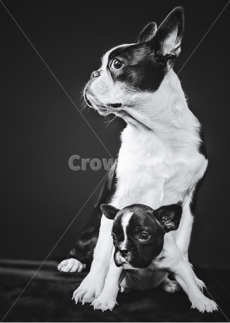 보스턴테리어,애견사진,애견스튜디오,애견프로필,bostonterrier,동물,animal,포유류,mammal,개,강아지,dog,doggy,흑백,모노톤,monochrome,black and white