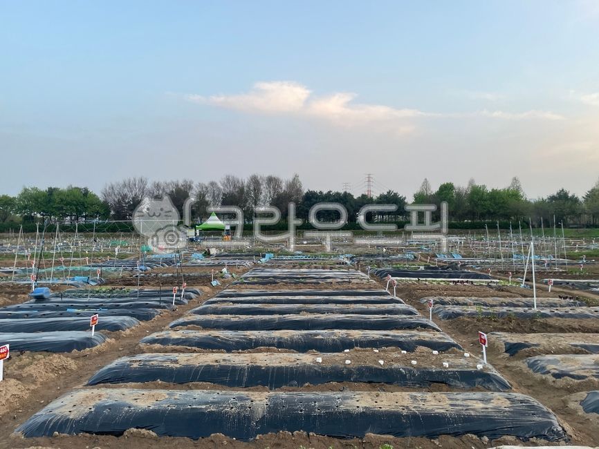 soil,토양,outdoors,옥외,텃밭,농장,밭,농사