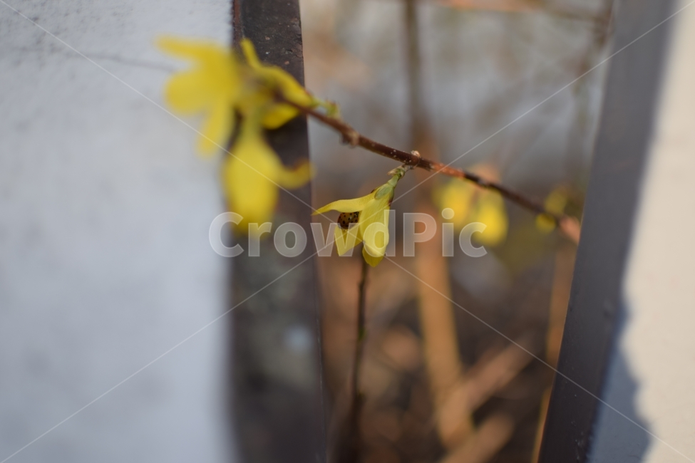 개나리,꽃,무당벌레,노랑,틈,봄,봄,계절,spring,season,식물,자연,plants,nature,꽃,flower,plant,leaf,잎