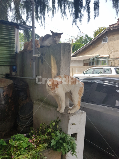 고양이,길냥이,길고양이,냥이,동물,포유류,cat,야생고양이