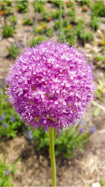 꽃,식물,정원,flower,plant,garden,식물,자연,plants,nature,꽃,flower