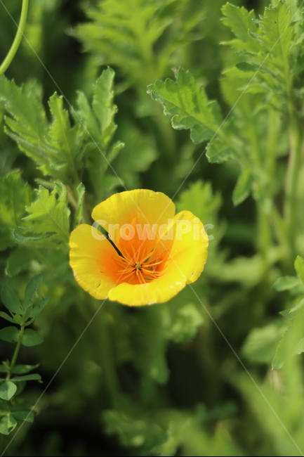 양귀비,빛,화려함,강렬함,고귀함,식물,자연,plants,nature,꽃,flower